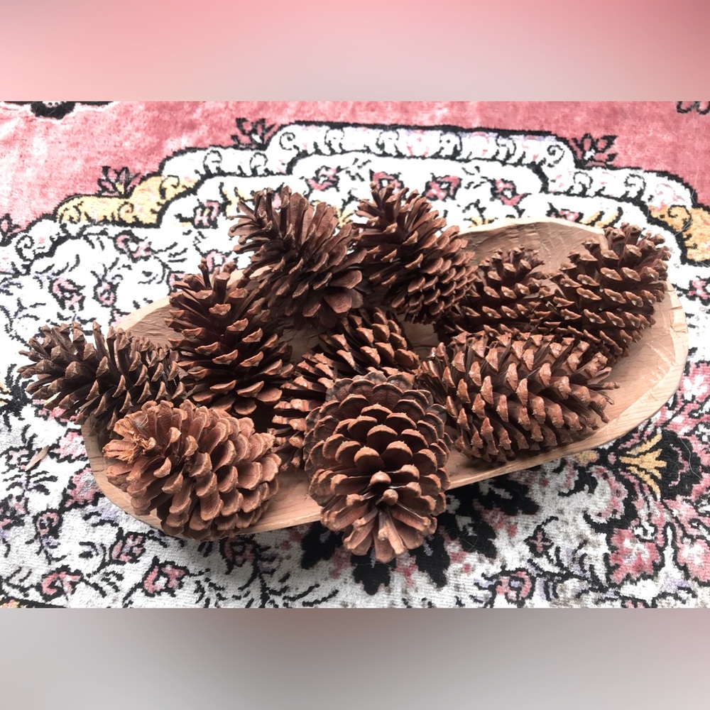 Florida Panhandle pine cones
